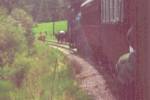 COWS ON TRACK