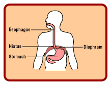 Normal Anatomy