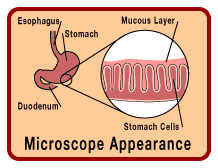Microscope Appearance